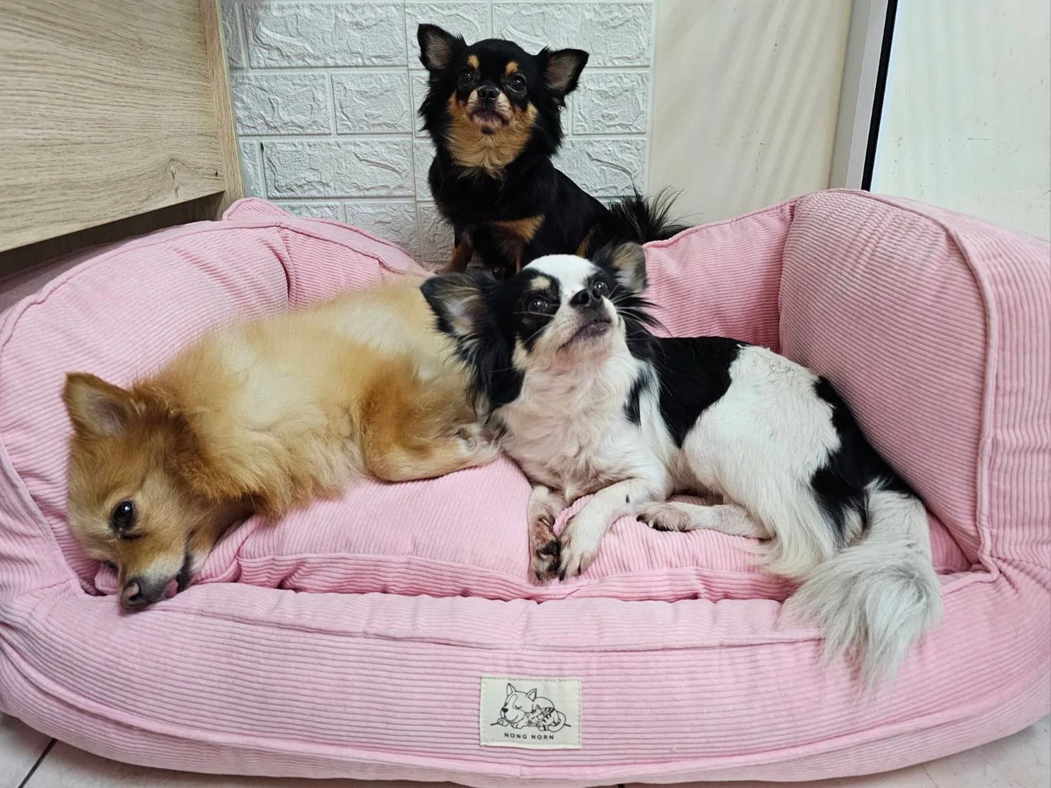 Keeping a pet bed plump for years
